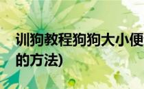 训狗教程狗狗大小便训练手册(训练狗狗小便的方法)