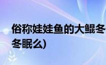 俗称娃娃鱼的大鲲冬天时会冬眠吗(娃娃鱼会冬眠么)