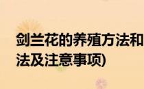 剑兰花的养殖方法和注意事项(剑兰的养殖方法及注意事项)