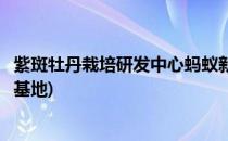 紫斑牡丹栽培研发中心蚂蚁新村紫斑牡丹研发中心(紫斑牡丹基地)