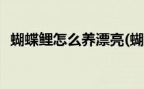 蝴蝶鲤怎么养漂亮(蝴蝶鲤怎么养漂亮好看)