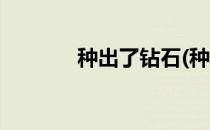 种出了钻石(种出了钻石评论)