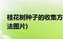 桂花树种子的收集方法(桂花树种子的收集方法图片)