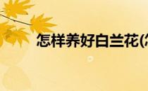 怎样养好白兰花(怎样养好白兰花?)