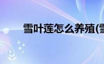 雪叶莲怎么养殖(雪片莲的养殖方法)