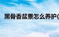 黑骨香盆景怎么养护(黑骨香盆景用什么土)