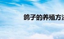 鸽子的养殖方法(鸽子怎么养)
