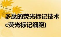 多肽的荧光标记技术 FITC修饰/AMC修饰(fitc荧光标记细胞)