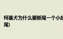 柯基犬为什么要断尾一个小故事来告诉你(柯基狗为什么要断尾)