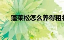 蓬莱松怎么养得粗壮(蓬莱松怎么养好)