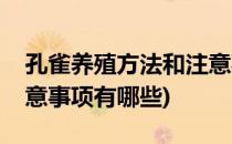 孔雀养殖方法和注意事项(孔雀养殖方法和注意事项有哪些)