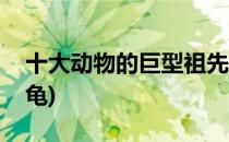十大动物的巨型祖先古巨龟重达两吨(古代巨龟)