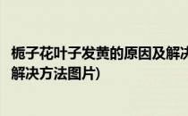 栀子花叶子发黄的原因及解决方法(栀子花叶子发黄的原因及解决方法图片)
