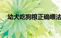 幼犬吃狗粮正确喂法(怎样喂幼犬吃狗粮)