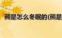 熊是怎么冬眠的(熊是怎么冬眠的写一句话)