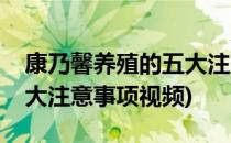 康乃馨养殖的五大注意事项(康乃馨养殖的五大注意事项视频)
