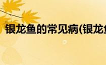 银龙鱼的常见病(银龙鱼的常见病症有哪些?)
