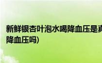 新鲜银杏叶泡水喝降血压是真的吗蚂蚁庄园答案(泡银杏叶能降血压吗)