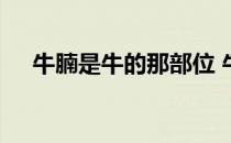 牛腩是牛的那部位 牛腩是牛的什么部位