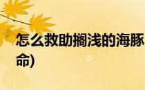 怎么救助搁浅的海豚(怎么救助搁浅的海豚生命)