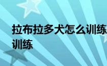 拉布拉多犬怎么训练不乱叫 拉布拉多犬怎么训练