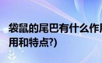 袋鼠的尾巴有什么作用?(袋鼠的尾巴有什么作用和特点?)