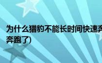 为什么猎豹不能长时间快速奔跑(为什么猎豹不能长时间快速奔跑了)