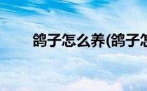 鸽子怎么养(鸽子怎么养才不会飞走)
