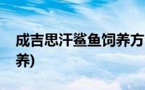 成吉思汗鲨鱼饲养方法(成吉思汗蓝鲨鱼怎么养)