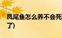 凤尾鱼怎么养不会死(凤尾鱼为啥养几天就死了)