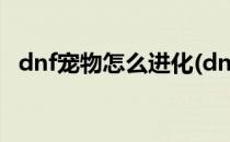 dnf宠物怎么进化(dnf宠物怎么进化2020)