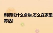 刺猬吃什么食物,怎么在家里养(刺猬吃什么食物,怎么在家里养活)