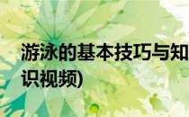 游泳的基本技巧与知识(游泳的基本技巧与知识视频)