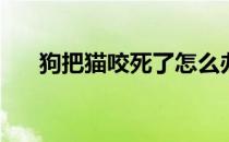 狗把猫咬死了怎么办(狗狗把猫咬死了)
