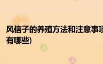 风信子的养殖方法和注意事项(风信子的养殖方法和注意事项有哪些)