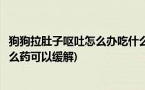 狗狗拉肚子呕吐怎么办吃什么药(狗狗拉肚子呕吐怎么办吃什么药可以缓解)