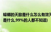 蟑螂的天敌是什么怎么有效灭蟑螂的危害是什么(蟑螂的天敌是什么,99%的人都不知道)