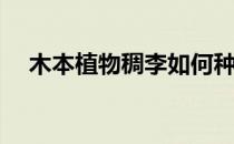 木本植物稠李如何种植(稠李是什么植物)