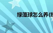 绿藻球怎么养(绿藻球怎么养大)
