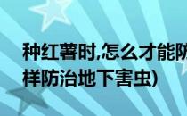 种红薯时,怎么才能防治地下害虫?(种红薯怎样防治地下害虫)