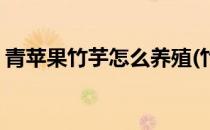 青苹果竹芋怎么养殖(竹芋青苹果的养殖方法)