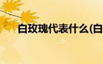 白玫瑰代表什么(白玫瑰代表什么女人)