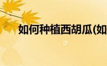 如何种植西胡瓜(如何种植西胡瓜种子)