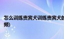 怎么训练贵宾犬训练贵宾犬的简单方法(训练贵宾犬的方法视频)