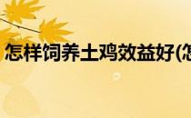 怎样饲养土鸡效益好(怎样饲养土鸡效益好些)