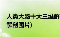 人类大脑十大三维解剖图(人类大脑十大三维解剖图片)