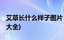 艾草长什么样子图片 功效(艾草的功效和图片大全)