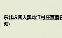 东北虎闯入黑龙江村庄直播在哪看(东北虎闯入黑龙江村庄视频)