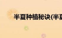 半夏种植秘诀(半夏种植秘诀是什么)