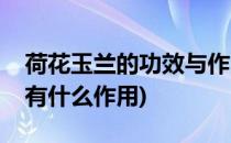 荷花玉兰的功效与作用都有哪些呢(荷花玉兰有什么作用)